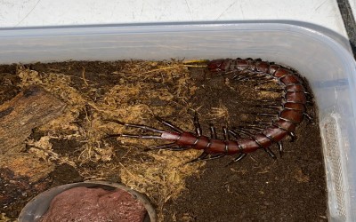 Scolopendra Celebes Purple/ Kelabang/ Lipan/ Centipede